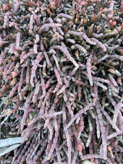 Tecticornia indica