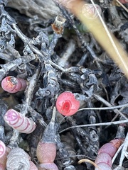 Tecticornia indica
