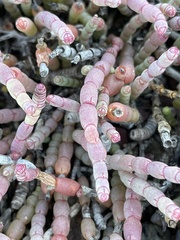 Tecticornia indica
