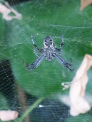 Cyrtophora citricola