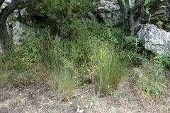 Achnatherum bromoides