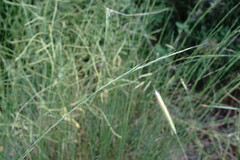 Achnatherum bromoides