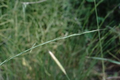 Achnatherum bromoides