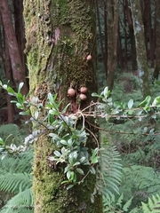 Vaccinium emarginatum