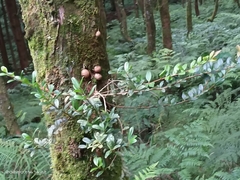 Vaccinium emarginatum
