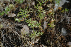 Vicia lenticula