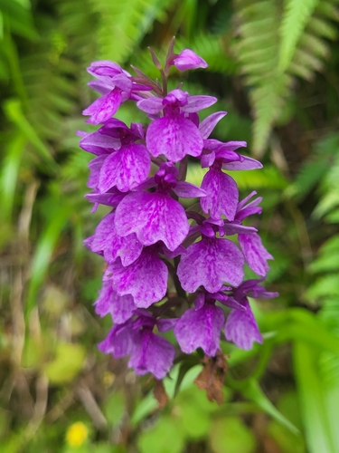 Image of Dactylorhiza foliosa by (c) Jacek Pietruszewski, some rights reserved (CC BY)