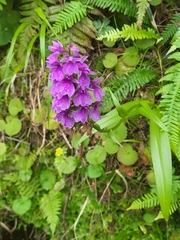 Dactylorhiza foliosa image