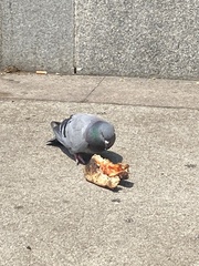 Columba livia domestica