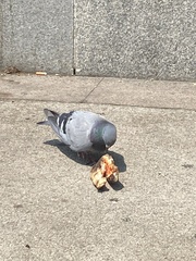 Columba livia domestica