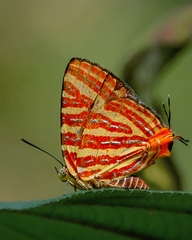 Cigaritis lohita