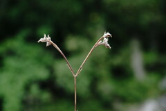 Valerianella falconida