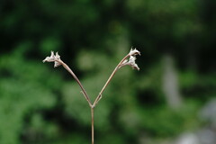 Valerianella falconida