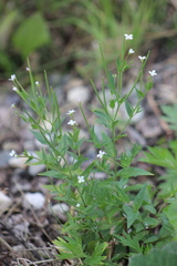 Epilobium pseudorubescens