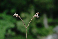 Valerianella falconida