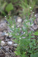 Epilobium pseudorubescens