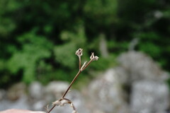 Valerianella falconida