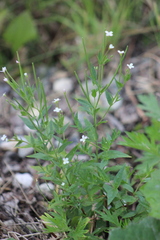 Epilobium pseudorubescens