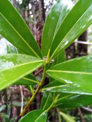 Peddiea involucrata