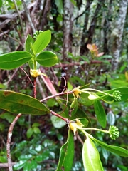 Peddiea involucrata