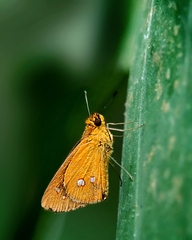Scobura isota