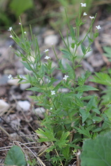 Epilobium pseudorubescens