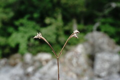 Valerianella falconida