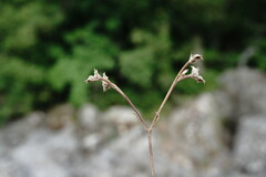 Valerianella falconida