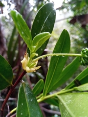 Peddiea involucrata