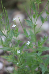 Epilobium pseudorubescens