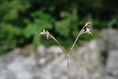 Valerianella falconida