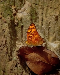 Vagrans sinha