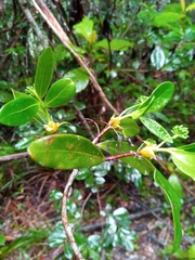 Peddiea involucrata