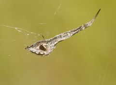 Uloborus walckenaerius