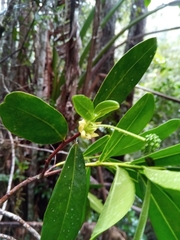 Peddiea involucrata