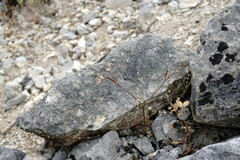 Valerianella falconida