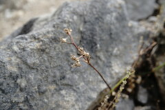 Valerianella falconida