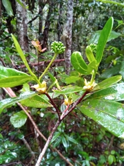 Peddiea involucrata