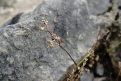 Valerianella falconida