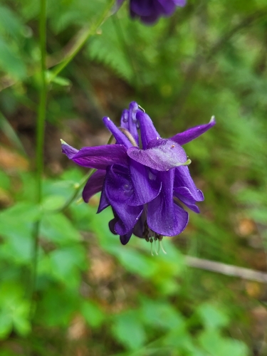 Aquilegia vulgaris image