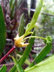 Peddiea involucrata