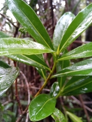 Peddiea involucrata