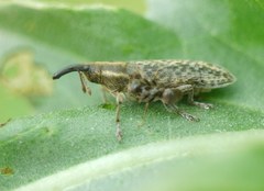 Lixus filiformis