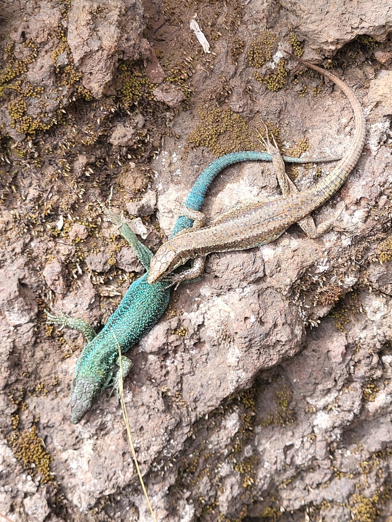 Madeira Lizard (Selvagens)