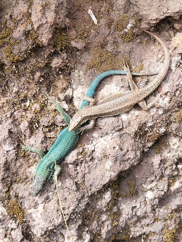 Madeira Lizard (Selvagens)