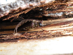 Microplophorus magellanicus