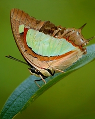 Polyura arja
