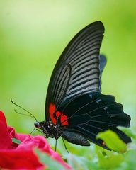 Papilio memnon