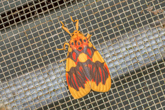 Barsine rubricostata