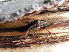 Microplophorus magellanicus